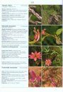 Illustrated Field Guide to the Flowers of Sri Lanka, Volume 2
