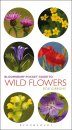 Bloomsbury Pocket Guide to Wild Flowers