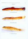 Taxonomic Study on Nemacheiline Loaches of North East India