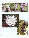 Noms de Plantes: Corpus de Fitonímia Catalana [Plant Names: Corpus of Catalan Phytonyms]