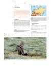 Atlas van de Nederlandse Zoogdieren [Atlas of Dutch Mammals]