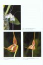 Orchids of the Department of Valle del Cauca (Colombia), Volume 3
