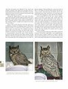 The Great Horned Owl