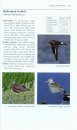 Guide to the Birds of Alaska