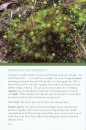 Mosses of Dry Forests in South Eastern Australia