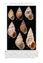 ZooKeys 392: Annotated Type Catalogue of the Bulimulidae (Mollusca, Gastropoda, Orthalicoidea) in the Natural History Museum, London