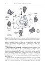 ZooKeys 393: A Cybertaxonomic Revision of the Micro-Landsnail Genus Plectostoma Adam (Mollusca, Caenogastropoda, Diplommatinidae), from Peninsular Malaysia, Sumatra and Indochina