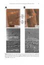 ZooKeys 393: A Cybertaxonomic Revision of the Micro-Landsnail Genus Plectostoma Adam (Mollusca, Caenogastropoda, Diplommatinidae), from Peninsular Malaysia, Sumatra and Indochina
