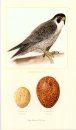 Field Guide to the Neighborhood Birds of New York City