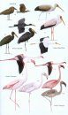 Birds of Madagascar and the Indian Ocean Islands