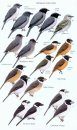 Birds of Madagascar and the Indian Ocean Islands