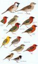 Birds of Madagascar and the Indian Ocean Islands