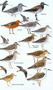 Birds of Madagascar and the Indian Ocean Islands