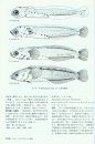 An Atlas of Early Stage Fishes in Japan (4-Volume Set) [Japanese]