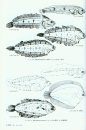An Atlas of Early Stage Fishes in Japan (4-Volume Set) [Japanese]