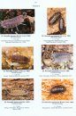 Catalogue Commenté des Crustacés Isopodes Terrestres de France Métropolitaine (Crustacea, Isopoda, Oniscidea) [Annotated Catalogue of Terrestrial Isopods of Metropolitan France]]