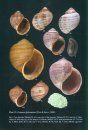 Freshwater Molluscs of Venezuela and their Medical and Veterinary Importance