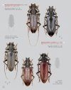 Katalog und Fotoatlas der Bockkäfer Äthiopiens (Coleoptera, Cerambycidae) [Catalogue and Picture Atlas of the Longhorn Beetles of Ethiopia]