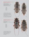 Katalog und Fotoatlas der Bockkäfer Äthiopiens (Coleoptera, Cerambycidae) [Catalogue and Picture Atlas of the Longhorn Beetles of Ethiopia]