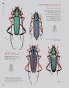 Katalog und Fotoatlas der Bockkäfer Äthiopiens (Coleoptera, Cerambycidae) [Catalogue and Picture Atlas of the Longhorn Beetles of Ethiopia]