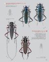 Katalog und Fotoatlas der Bockkäfer Äthiopiens (Coleoptera, Cerambycidae) [Catalogue and Picture Atlas of the Longhorn Beetles of Ethiopia]