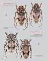 Katalog und Fotoatlas der Bockkäfer Äthiopiens (Coleoptera, Cerambycidae) [Catalogue and Picture Atlas of the Longhorn Beetles of Ethiopia]