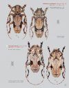 Katalog und Fotoatlas der Bockkäfer Äthiopiens (Coleoptera, Cerambycidae) [Catalogue and Picture Atlas of the Longhorn Beetles of Ethiopia]