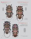 Katalog und Fotoatlas der Bockkäfer Äthiopiens (Coleoptera, Cerambycidae) [Catalogue and Picture Atlas of the Longhorn Beetles of Ethiopia]