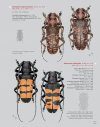 Katalog und Fotoatlas der Bockkäfer Äthiopiens (Coleoptera, Cerambycidae) [Catalogue and Picture Atlas of the Longhorn Beetles of Ethiopia]