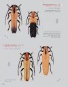 Katalog und Fotoatlas der Bockkäfer Äthiopiens (Coleoptera, Cerambycidae) [Catalogue and Picture Atlas of the Longhorn Beetles of Ethiopia]