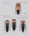 Katalog und Fotoatlas der Bockkäfer Äthiopiens (Coleoptera, Cerambycidae) [Catalogue and Picture Atlas of the Longhorn Beetles of Ethiopia]