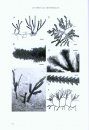 Algae of Australia: Marine Benthic Algae of North-Western Australia, Volume 1: Green and Brown Algae