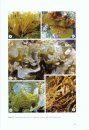 Algae of Australia: Marine Benthic Algae of North-Western Australia, Volume 1: Green and Brown Algae