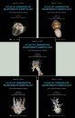 Atlas of Comparative Invertebrate Embryology: The Archicoelomata Theory (5-Volume Set)