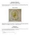 Atlas of Comparative Invertebrate Embryology, Volume 1: Porifera, Cnidaria, Ctenophora