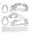Atlas of Comparative Invertebrate Embryology, Volume 1: Porifera, Cnidaria, Ctenophora