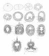 Atlas of Comparative Invertebrate Embryology, Volume 1: Porifera, Cnidaria, Ctenophora