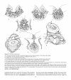 Atlas of Comparative Invertebrate Embryology, Volume 2: Hemichordata (Enteropneusta, Pterobranchia)