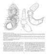 Atlas of Comparative Invertebrate Embryology, Volume 2: Hemichordata (Enteropneusta, Pterobranchia)