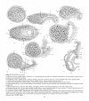 Atlas of Comparative Invertebrate Embryology, Volume 2: Hemichordata (Enteropneusta, Pterobranchia)