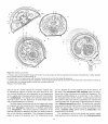 Atlas of Comparative Invertebrate Embryology, Volume 3: Lophophorata (Phoronida, Brachiopoda, Bryozoa)
