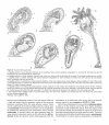 Atlas of Comparative Invertebrate Embryology, Volume 4: Echinodermata I (Crinoidea, Asteroidea, Ophiuroidea)