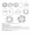 Atlas of Comparative Invertebrate Embryology, Volume 4: Echinodermata I (Crinoidea, Asteroidea, Ophiuroidea)