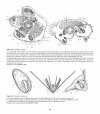 Atlas of Comparative Invertebrate Embryology, Volume 4: Echinodermata I (Crinoidea, Asteroidea, Ophiuroidea)