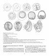 Atlas of Comparative Invertebrate Embryology, Volume 5: Echinodermata II (Echinoidea, Holothuroidea)