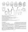 Atlas of Comparative Invertebrate Embryology, Volume 5: Echinodermata II (Echinoidea, Holothuroidea)