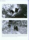 Mahale Chimpanzees