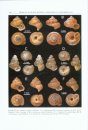 A Systematic Revision of the Land Snails of the Western Ghats of India