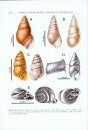 A Systematic Revision of the Land Snails of the Western Ghats of India