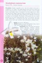 A Guide to Dendrobium of the Philippines